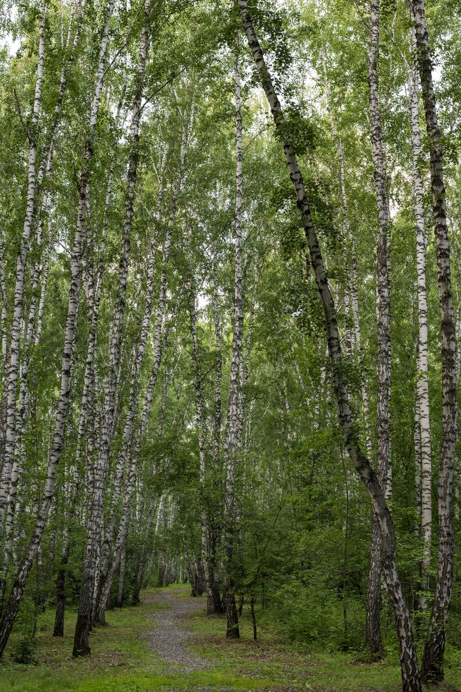 Photograph by Николай Литвак