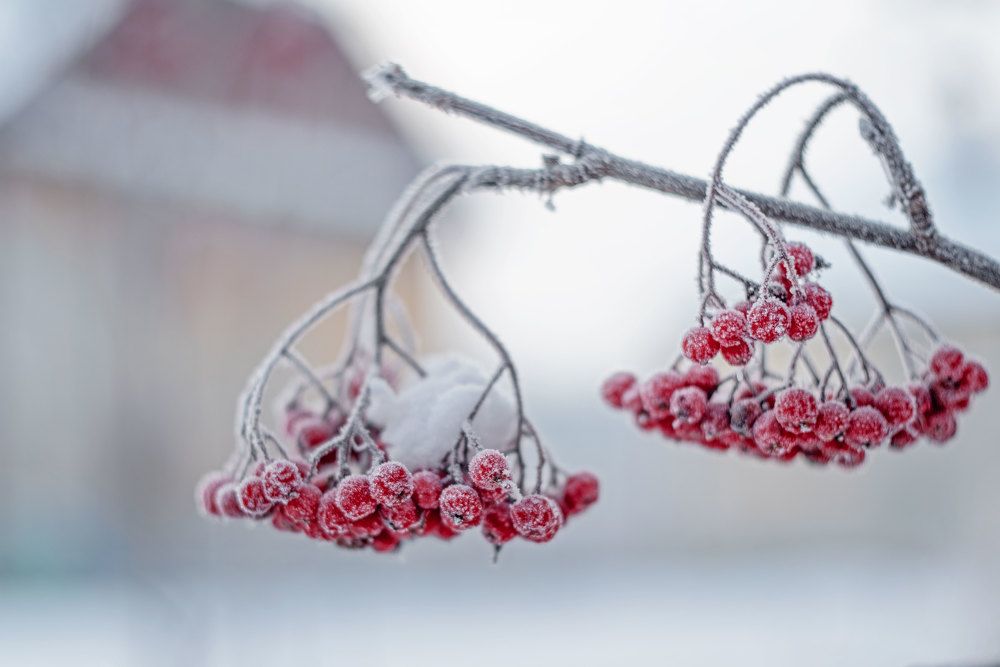 Сахарная рябина