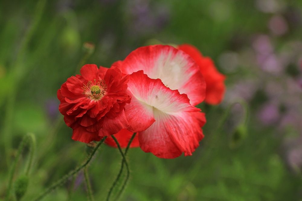 Photograph by Лайко Марина