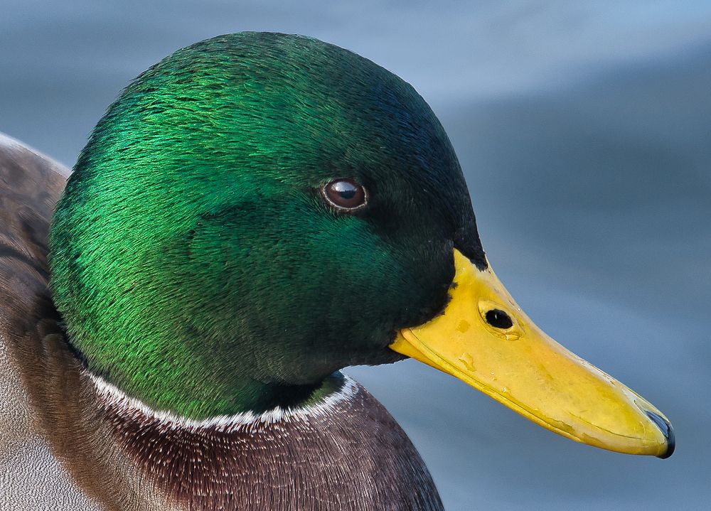 Photograph by Jānis Sērdienis