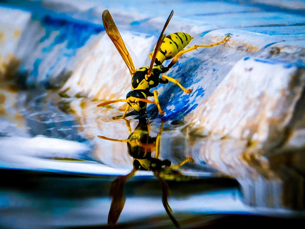 macro photography