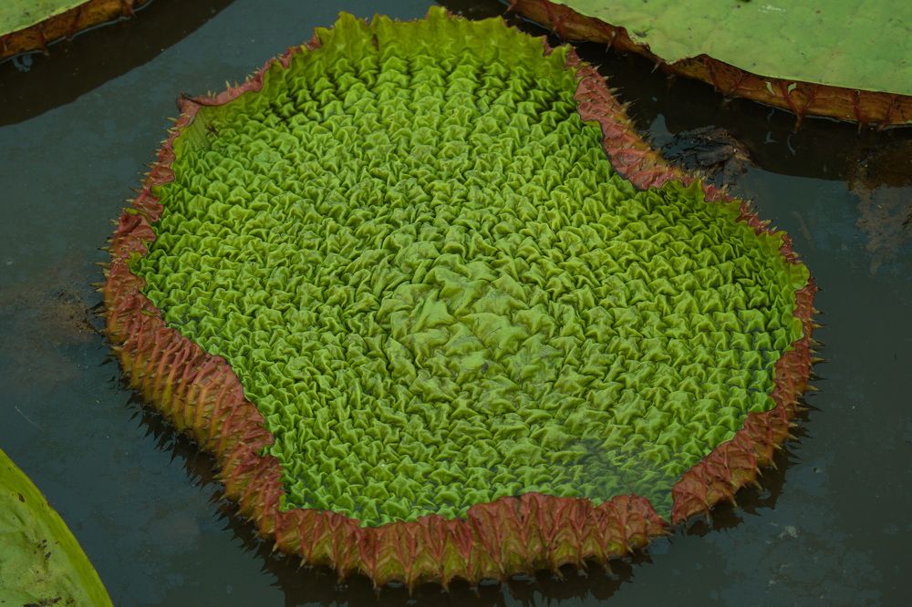 Photograph by Игорь