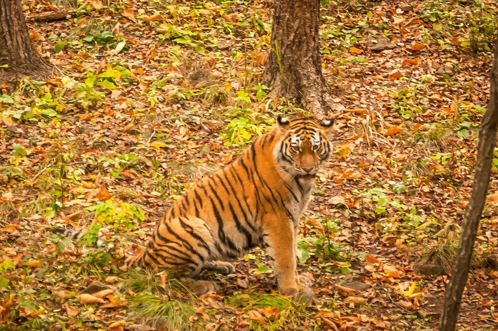 Photograph by Лариса Крышталь