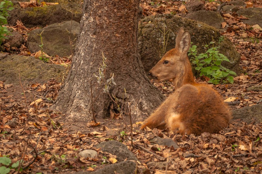 Photograph by Лариса Крышталь