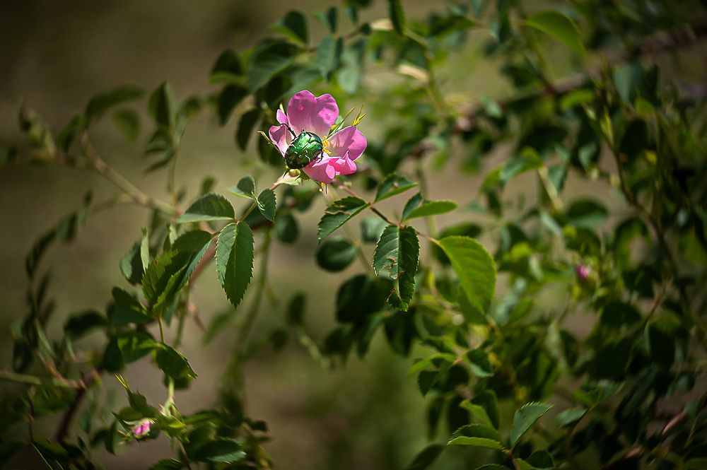 Фотография автора Людмила Сафонова
