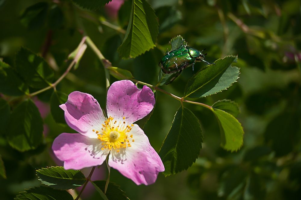 Фотография автора Людмила Сафонова