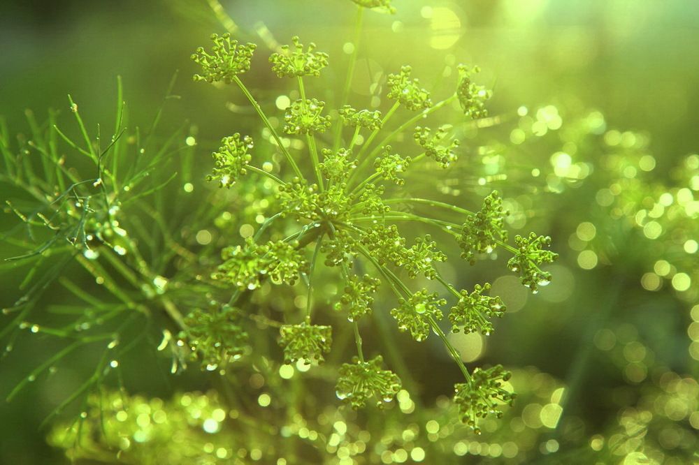 Photograph by Елена Миронова