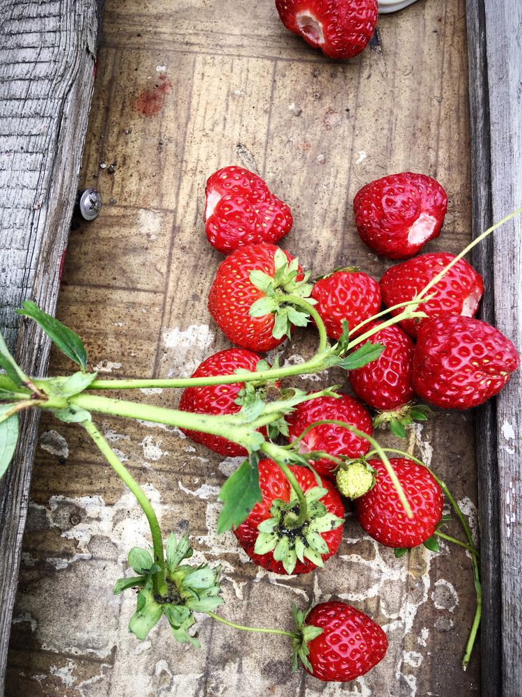 Photograph by Попел Ирина