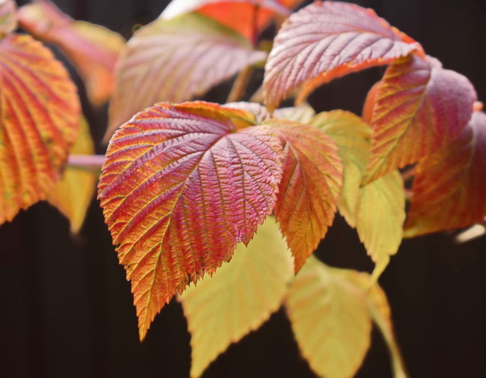 Малины лист осенний.