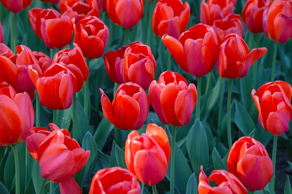 Photograph by Дмитрий Цыпляев