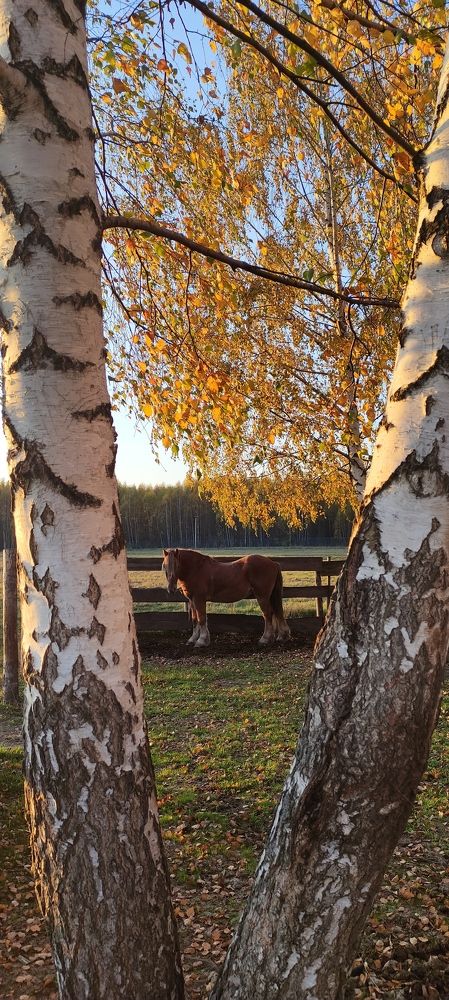 Фотография автора Васильева Ирина