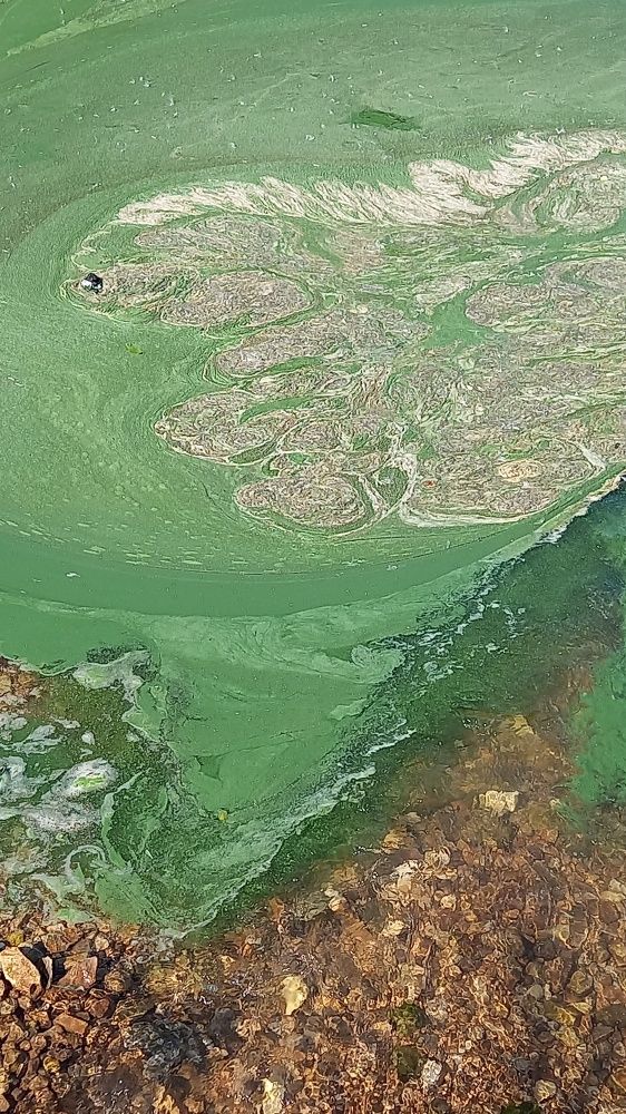 Берег Волги