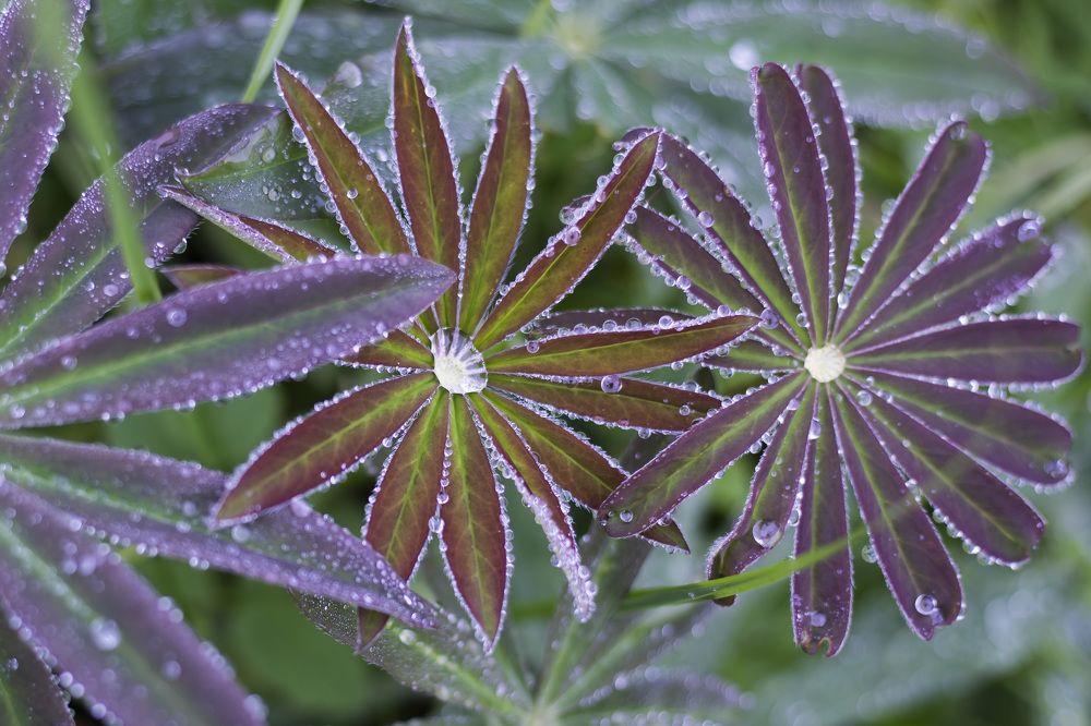 Фотография автора Татьяна Степанова