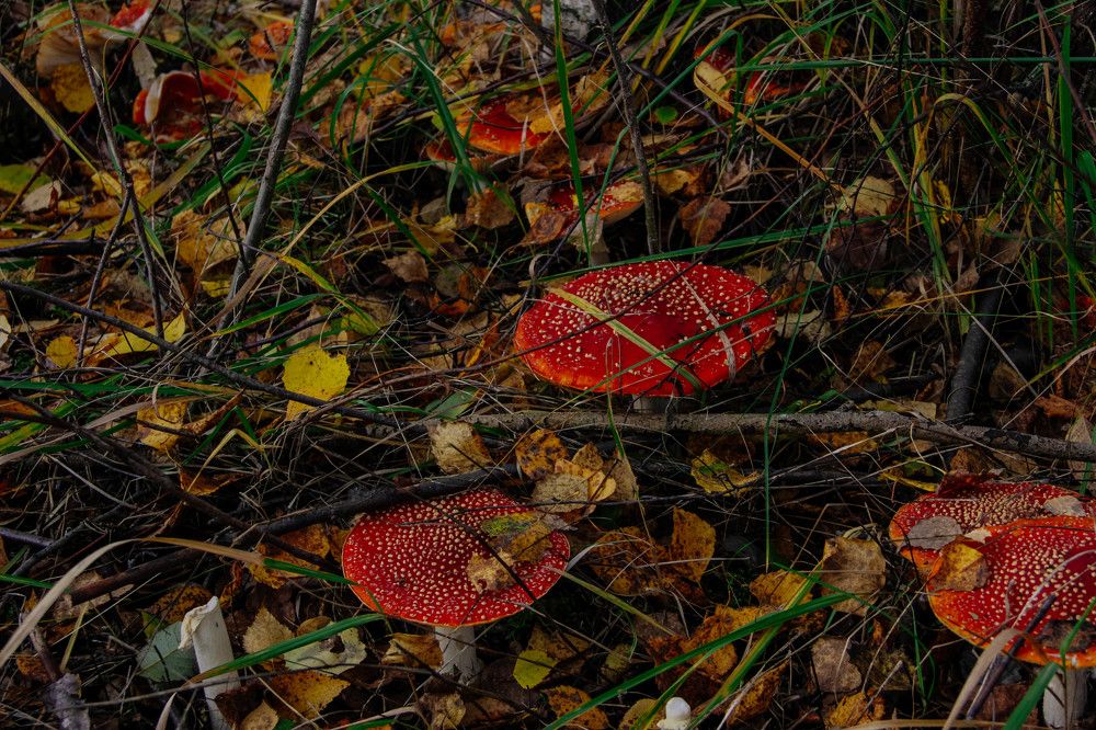 Photograph by Алиса Фредерикс