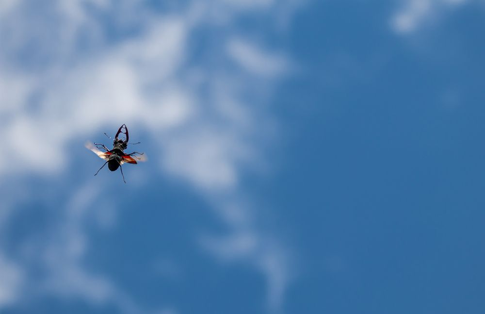 Photograph by George Alexandru Ghiuro