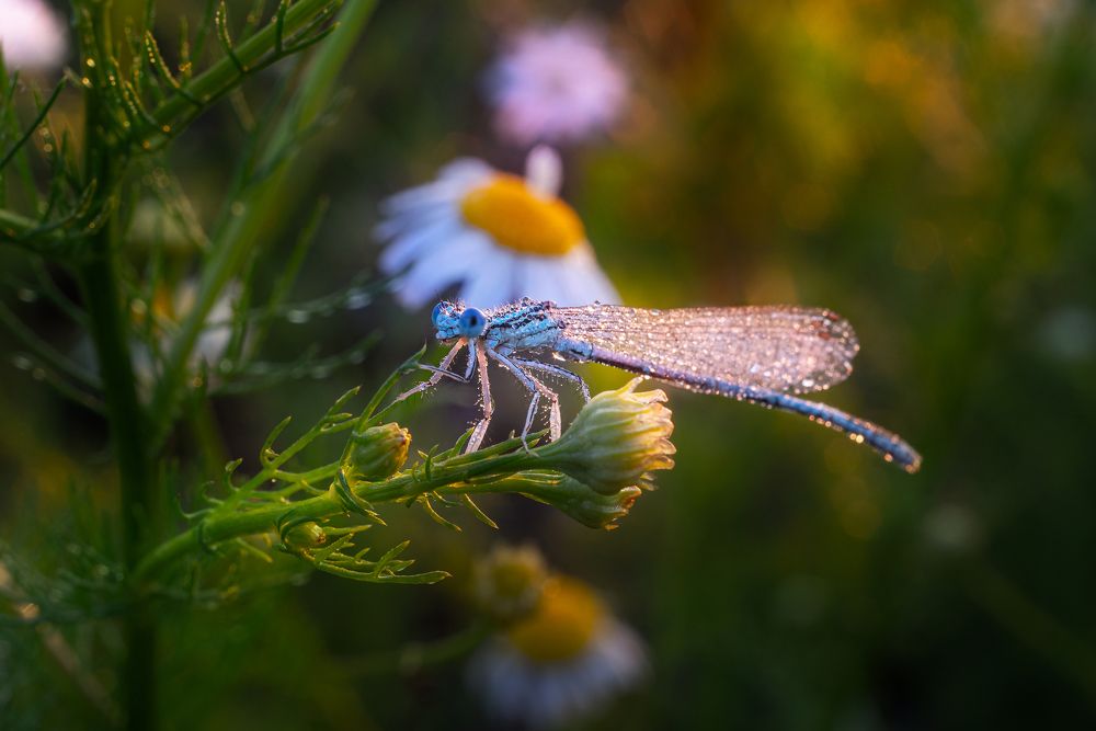 Photograph by Александр Мещеряков