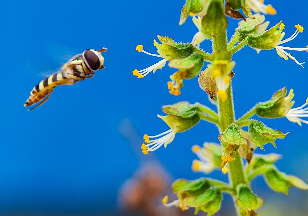 Photograph by Pramit Das