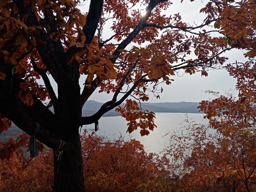 Photo #8206447