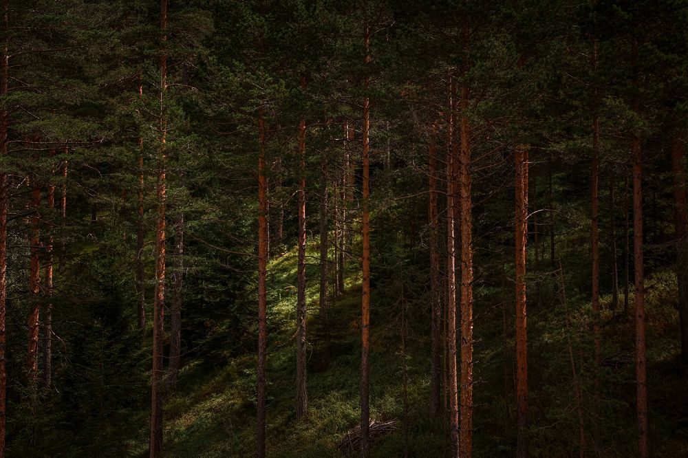 Photograph by Anna Mishina