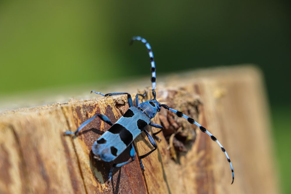Photograph by George Alexandru Ghiuro