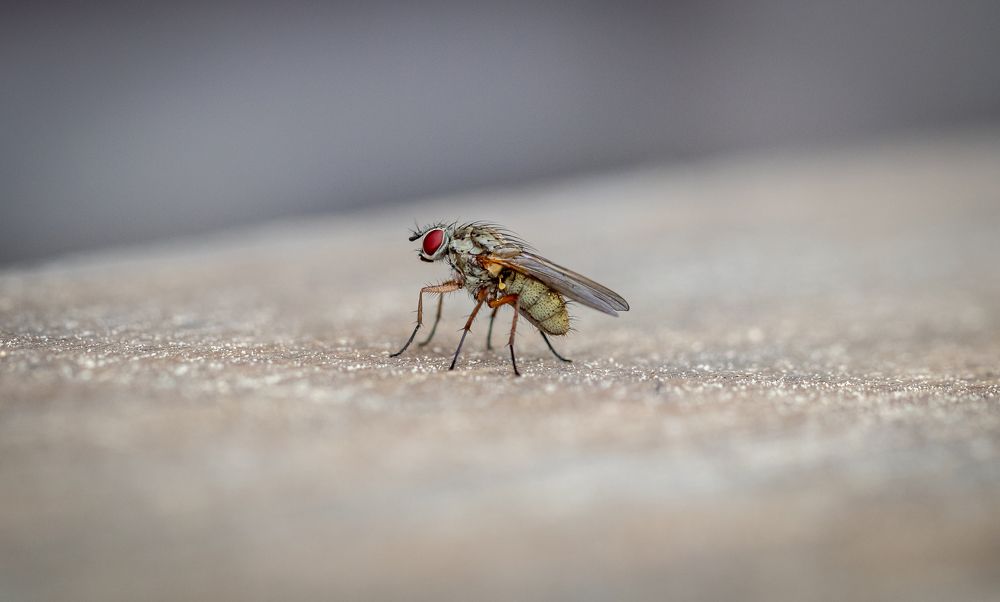 Photograph by George Alexandru Ghiuro