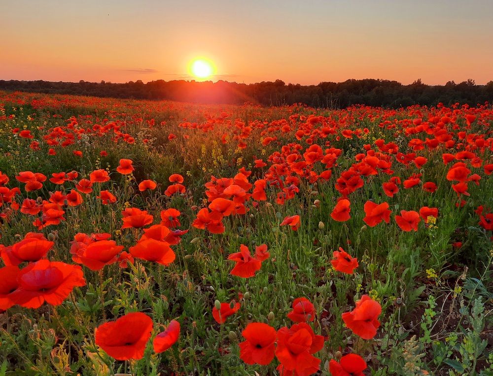 Photograph by Ольга Михайлова