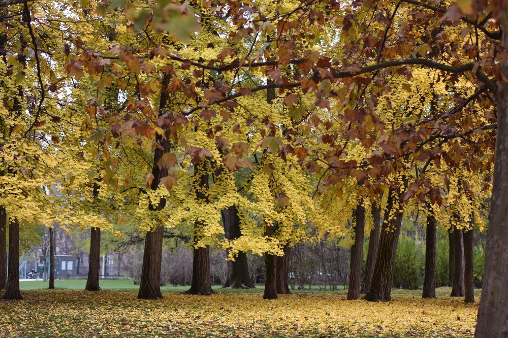 Photograph by Ilona Virse