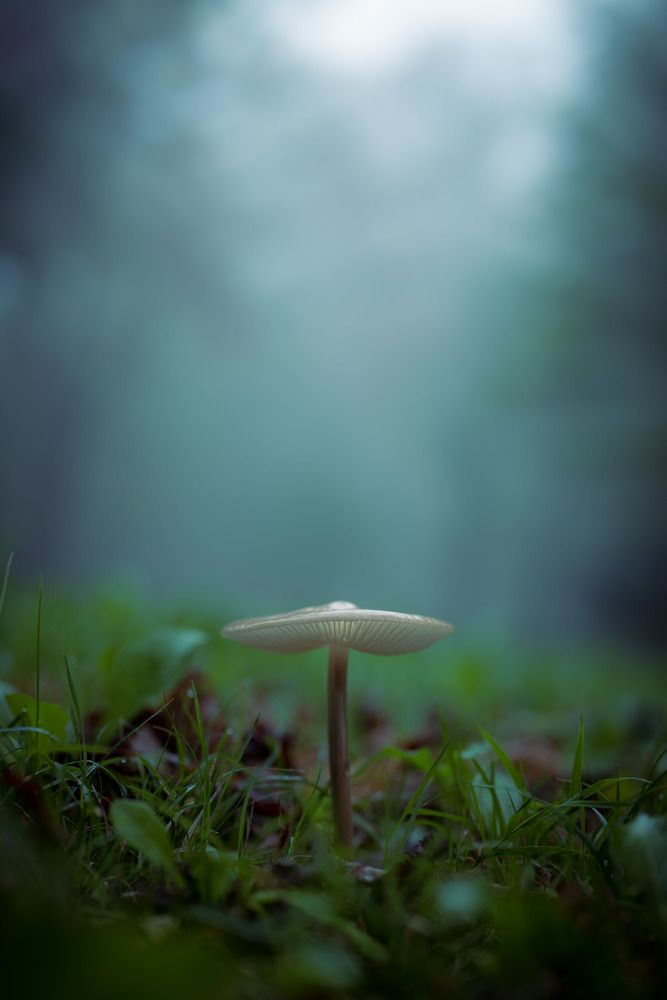 Photograph by Omer Gojak