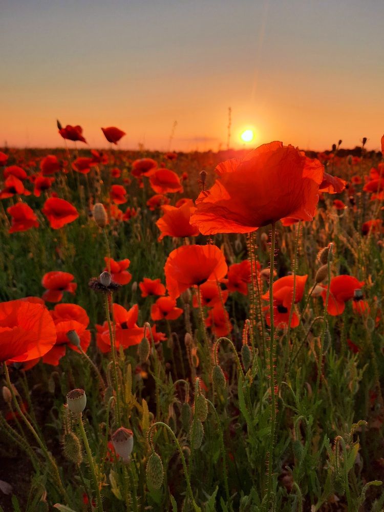 Photograph by Ольга Михайлова