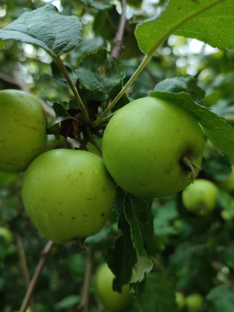 Photograph by Ольга Сучкова