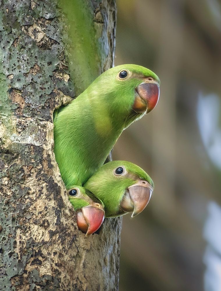 Photograph by Chathuranga Deshapriya