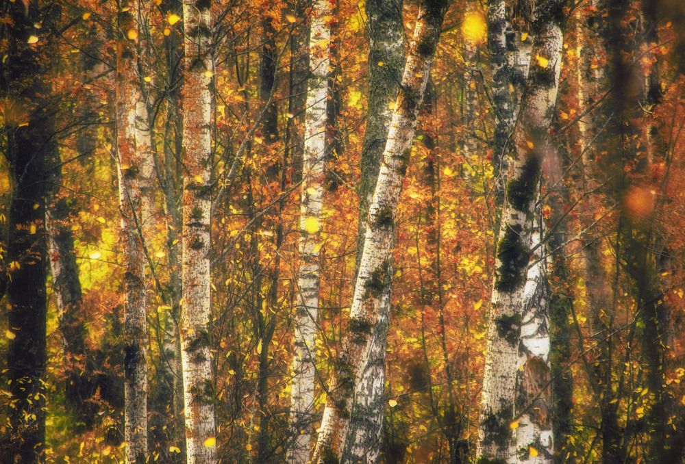 Photograph by Юлия Лушникова