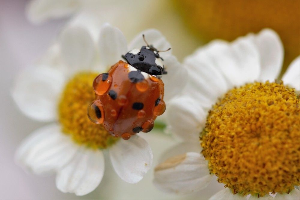 Photograph by НАТАЛЬЯ РОДИНА