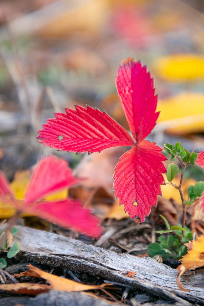 Photograph by Алексей Середенин