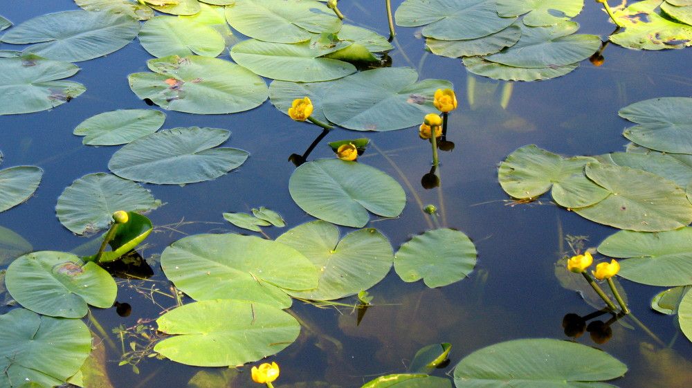 Фотография автора Нина Калинина