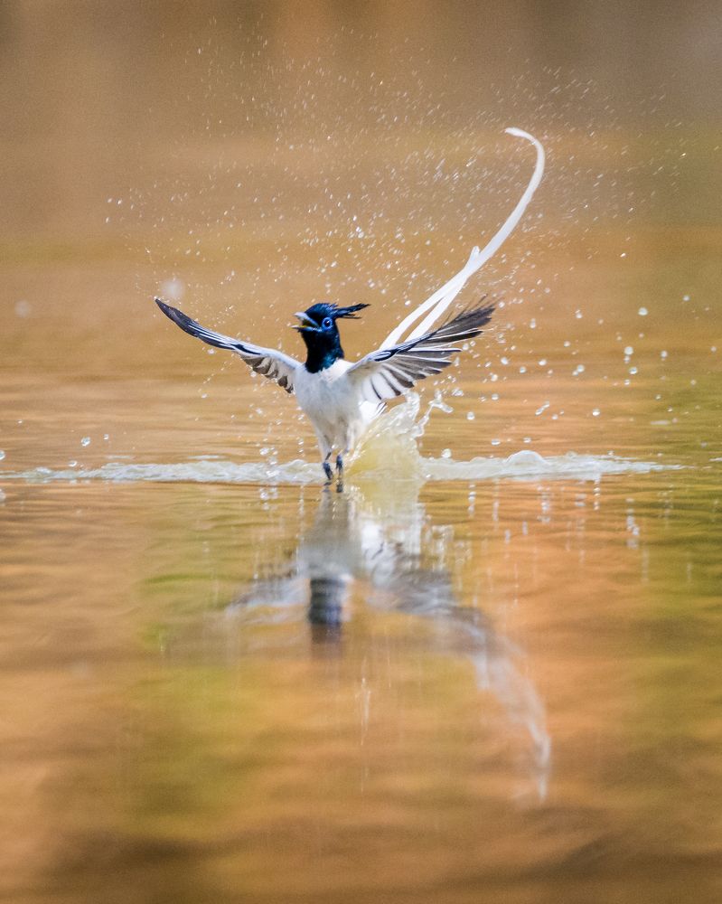 Photograph by Debashis Subudhi