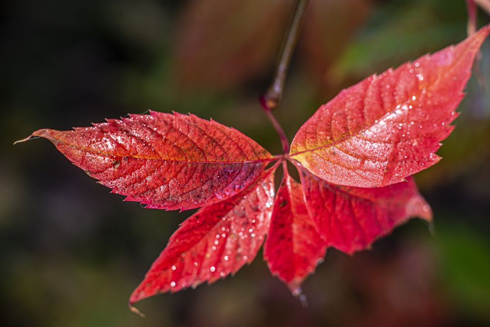 Photograph by Запылаева Анна