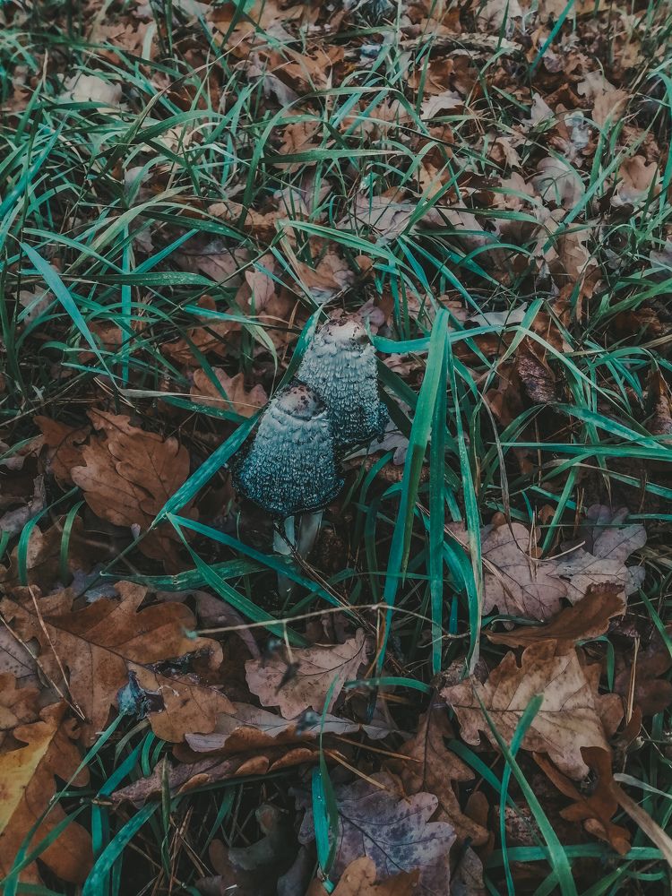 Photograph by Юлия Решетникова