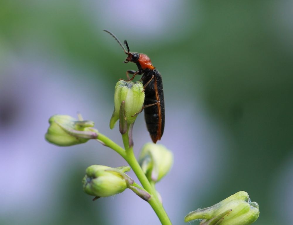 Photograph by Леунина Людмила