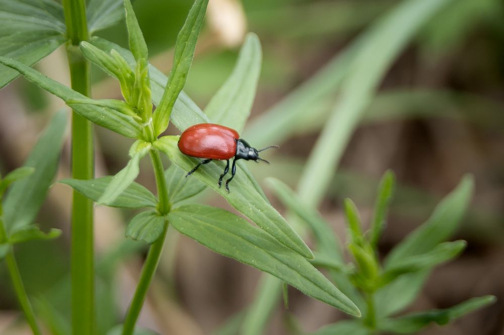 Тополевый листоед