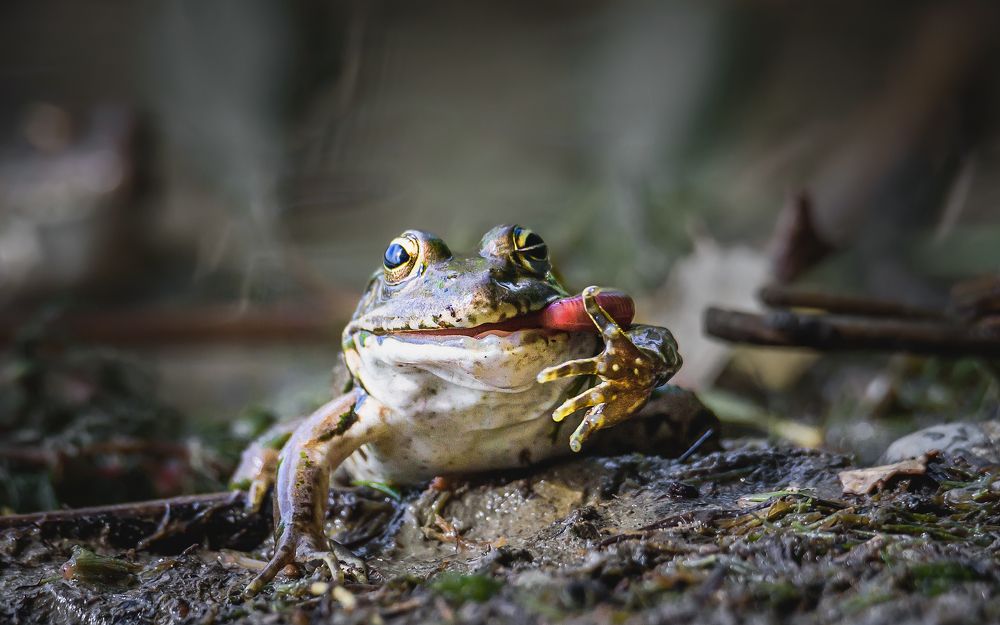 Про лягушек и червей