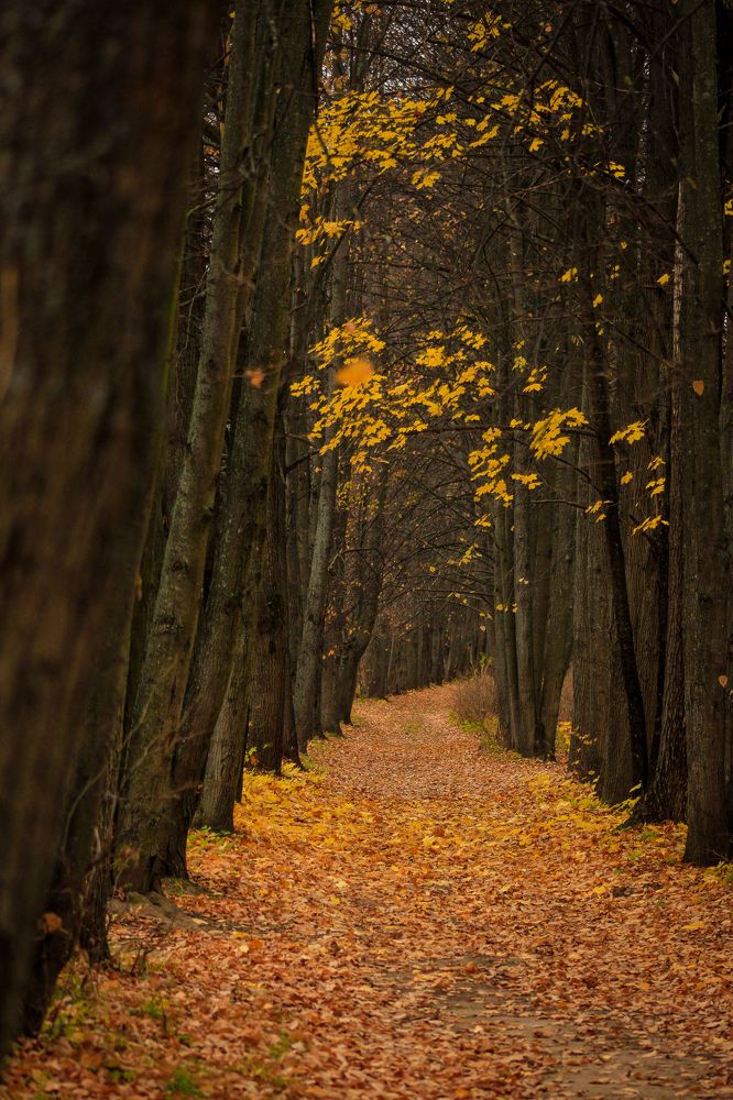 Photograph by Евгений Григорьев