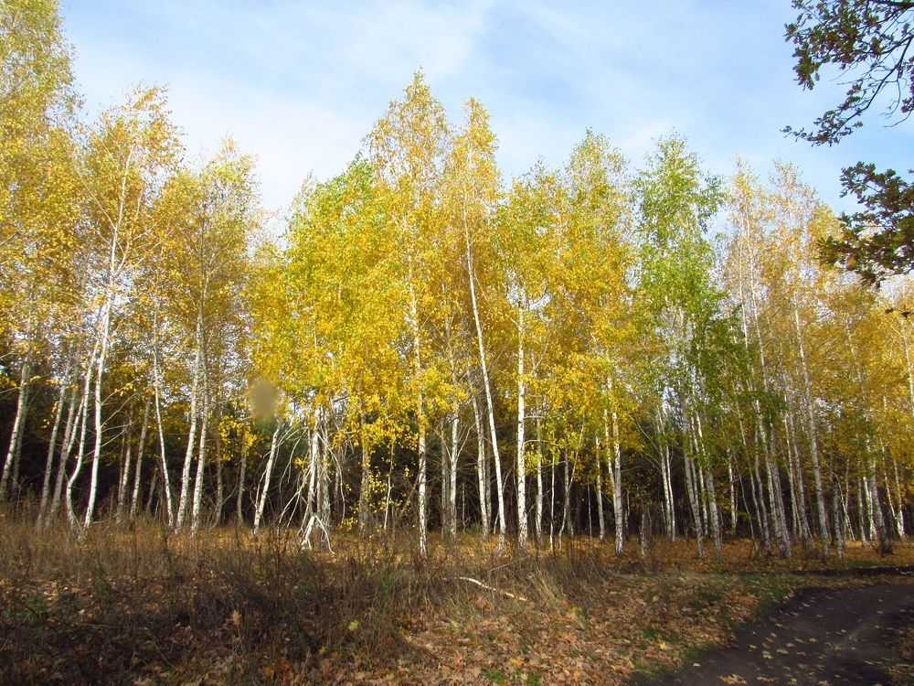 Photograph by Денис Веску