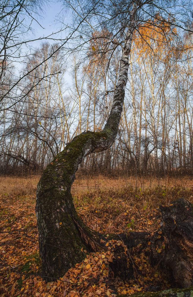 Photograph by Олег Шмельков