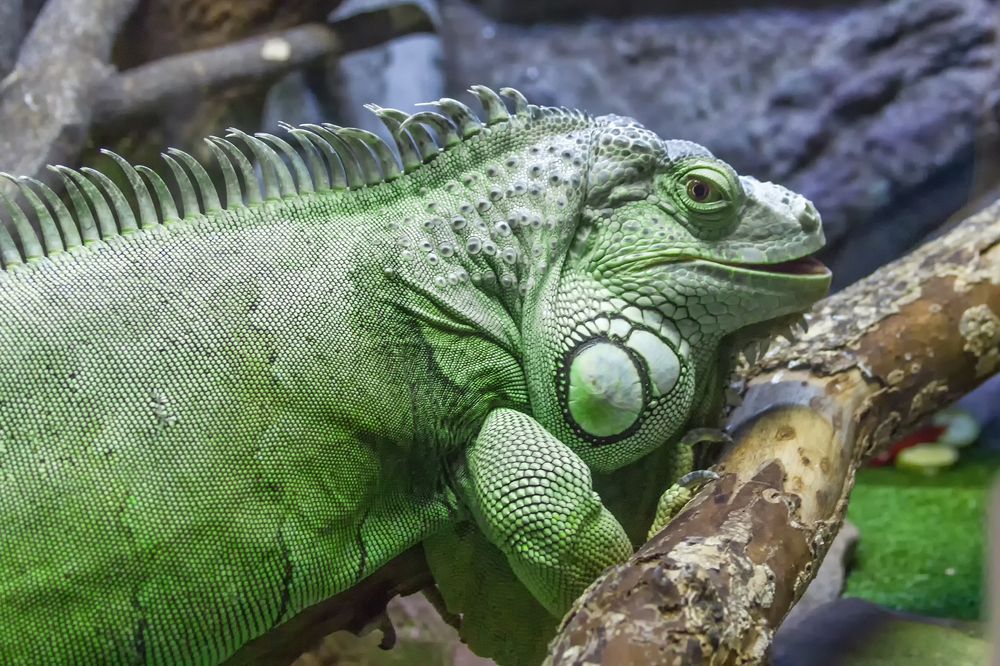 Photograph by Клясюк Галина