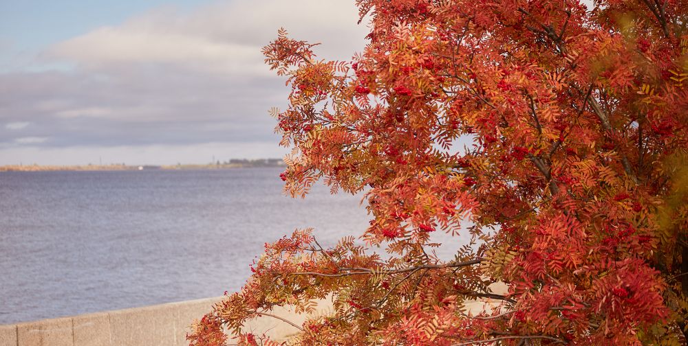 Фотография автора Андрей Челомов