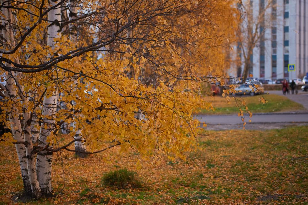 Фотография автора Андрей Челомов
