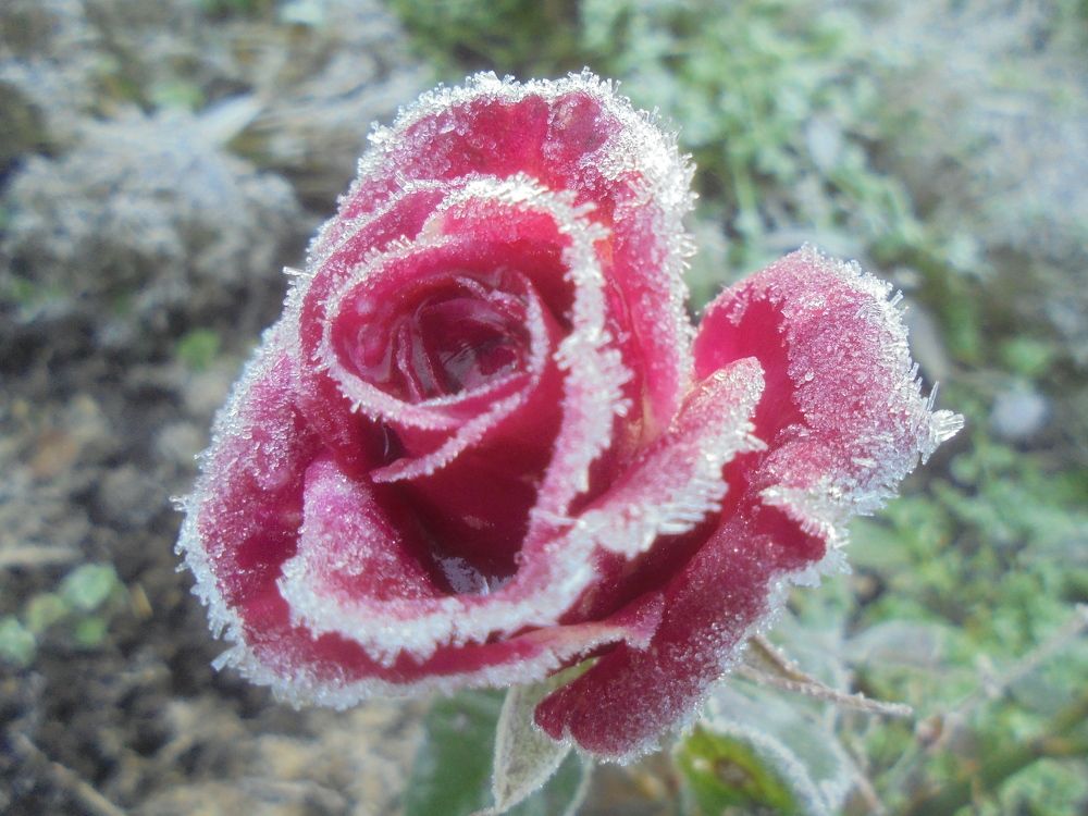 Роза в сахаре.