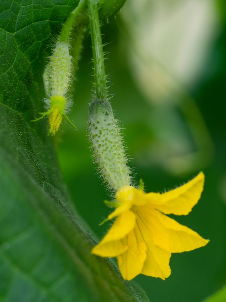 Photograph by Елена Чиркова