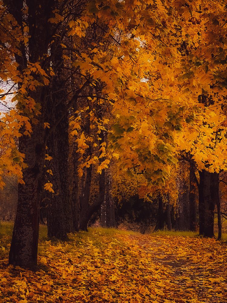 Photograph by Елена Башмакова